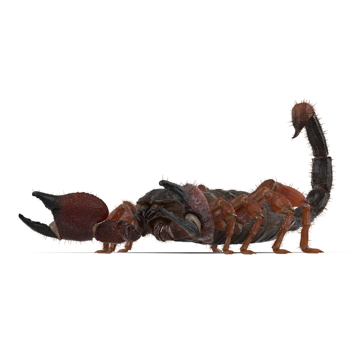 Scorpion with Fur 3D