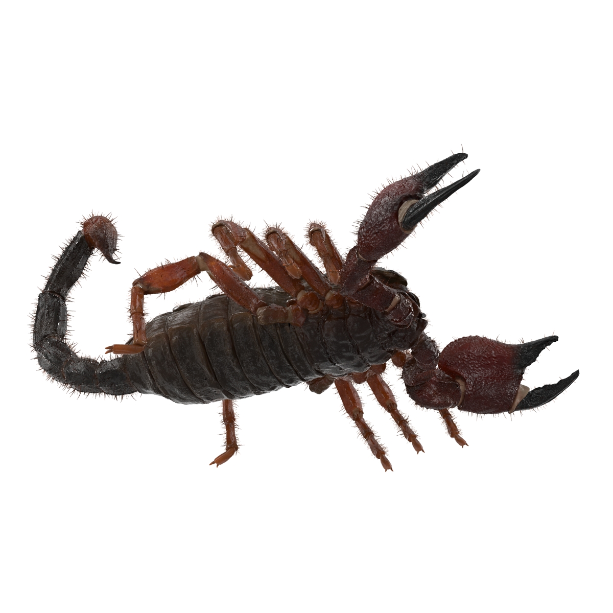 Scorpion with Fur 3D