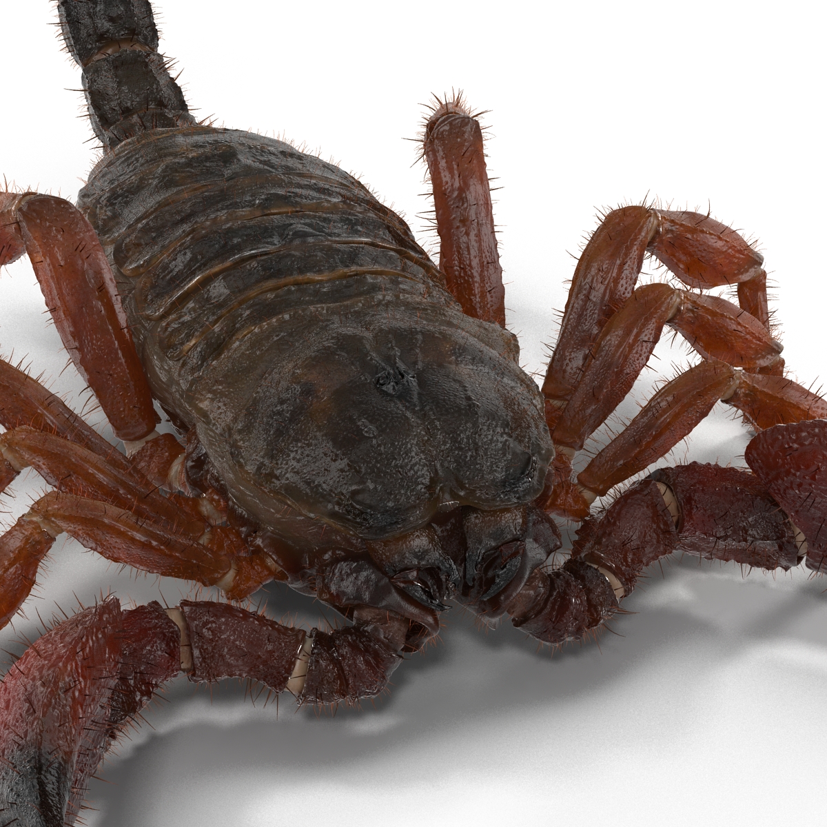 Scorpion with Fur 3D