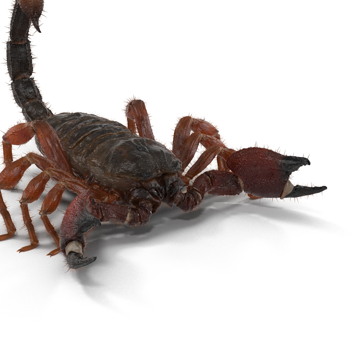 Scorpion with Fur 3D