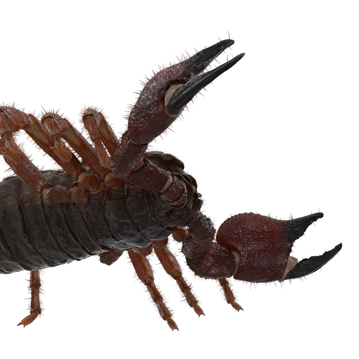 Scorpion with Fur 3D