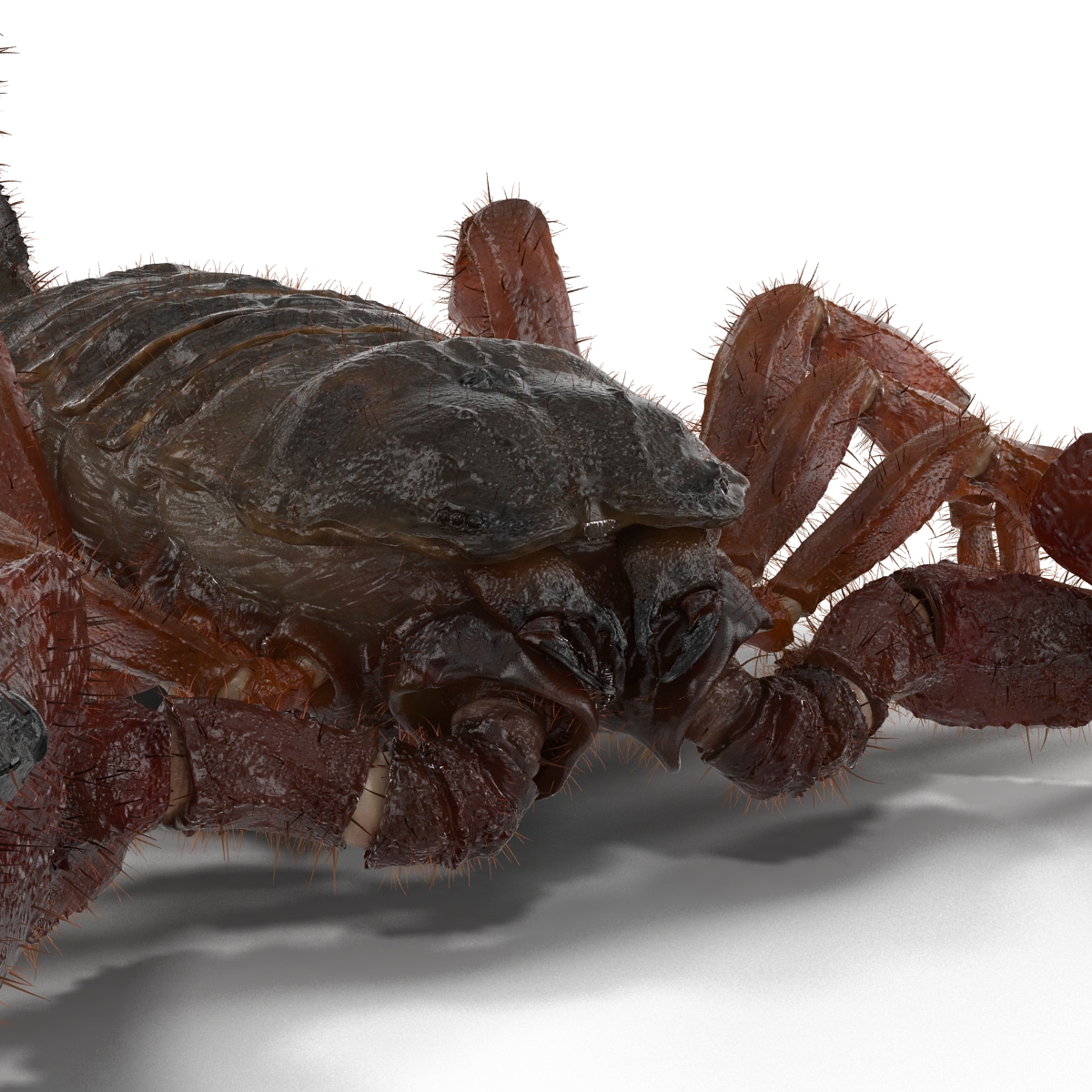 Scorpion with Fur 3D