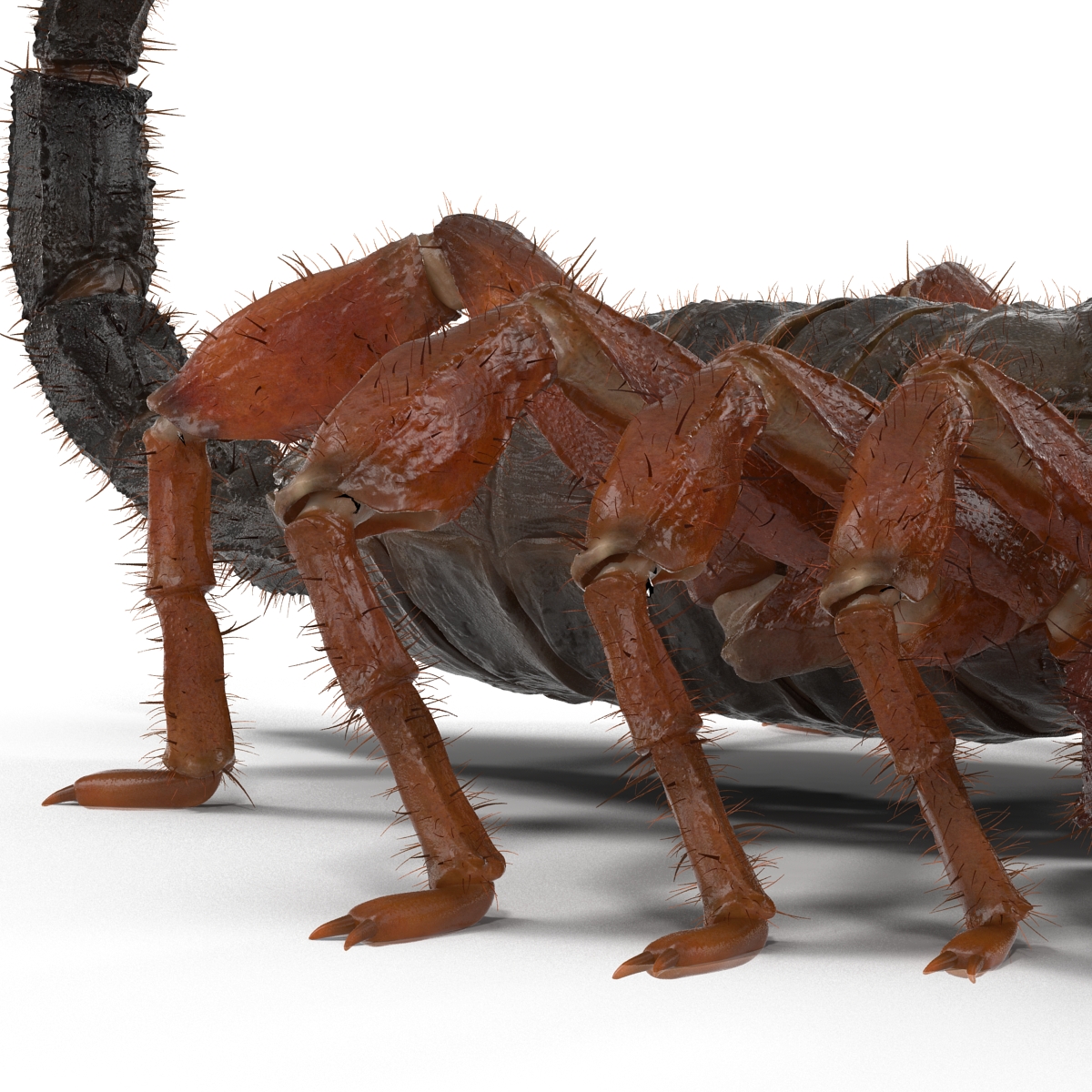 Scorpion with Fur 3D