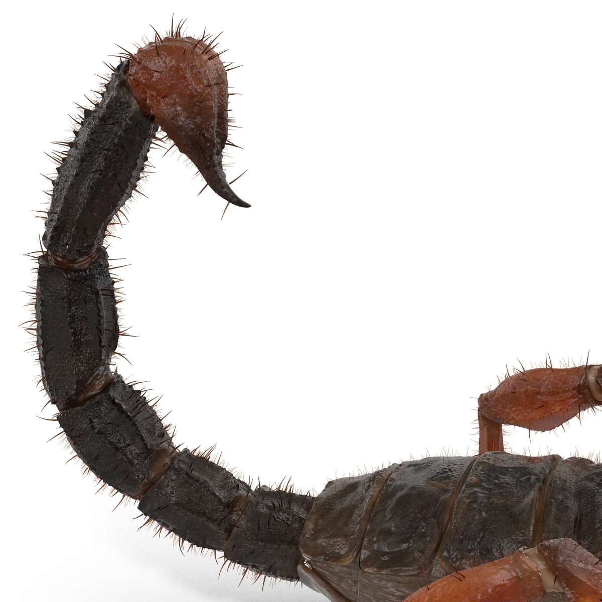 Scorpion with Fur 3D