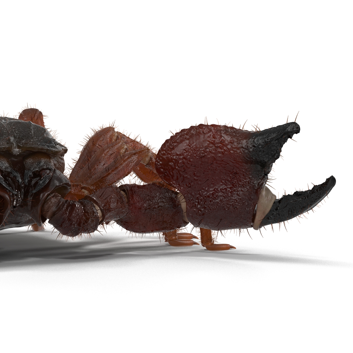 Scorpion with Fur 3D