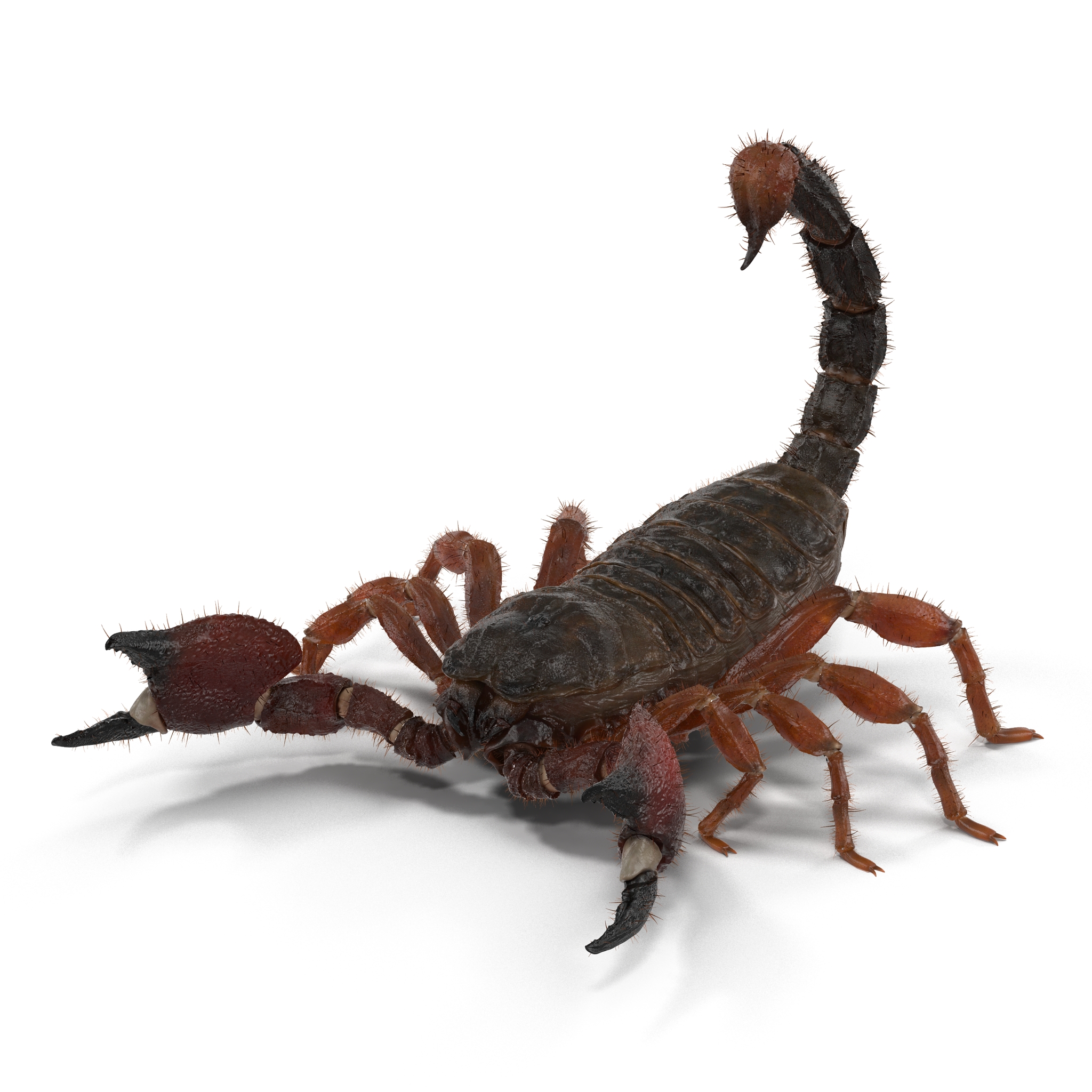 Scorpion Pose 2 with Fur 3D model