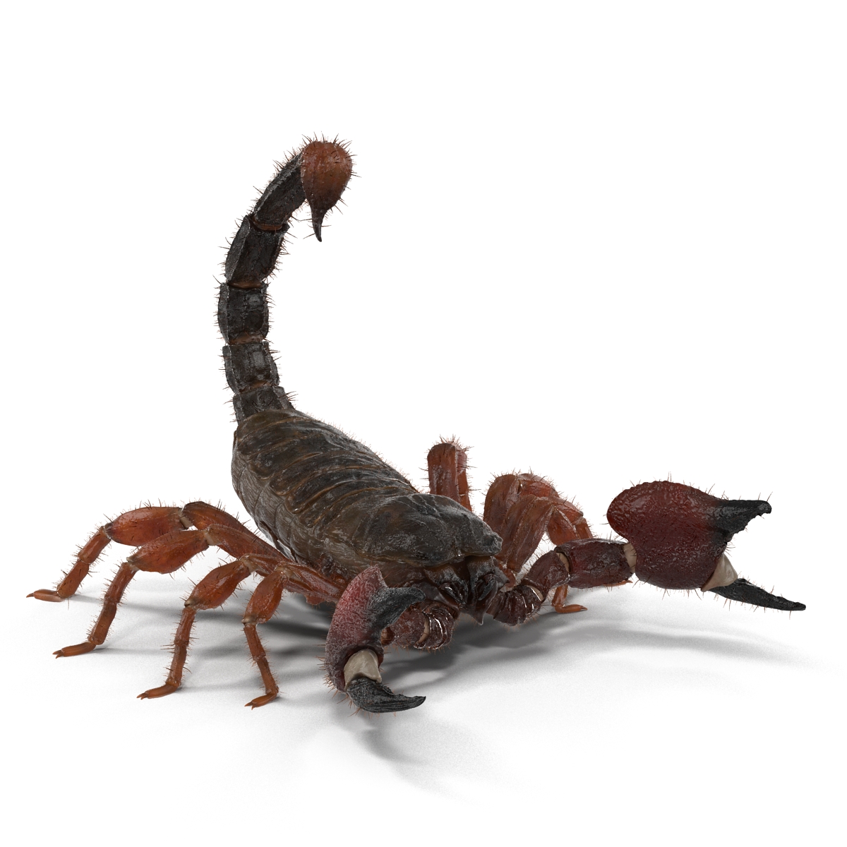 Scorpion Pose 2 with Fur 3D model