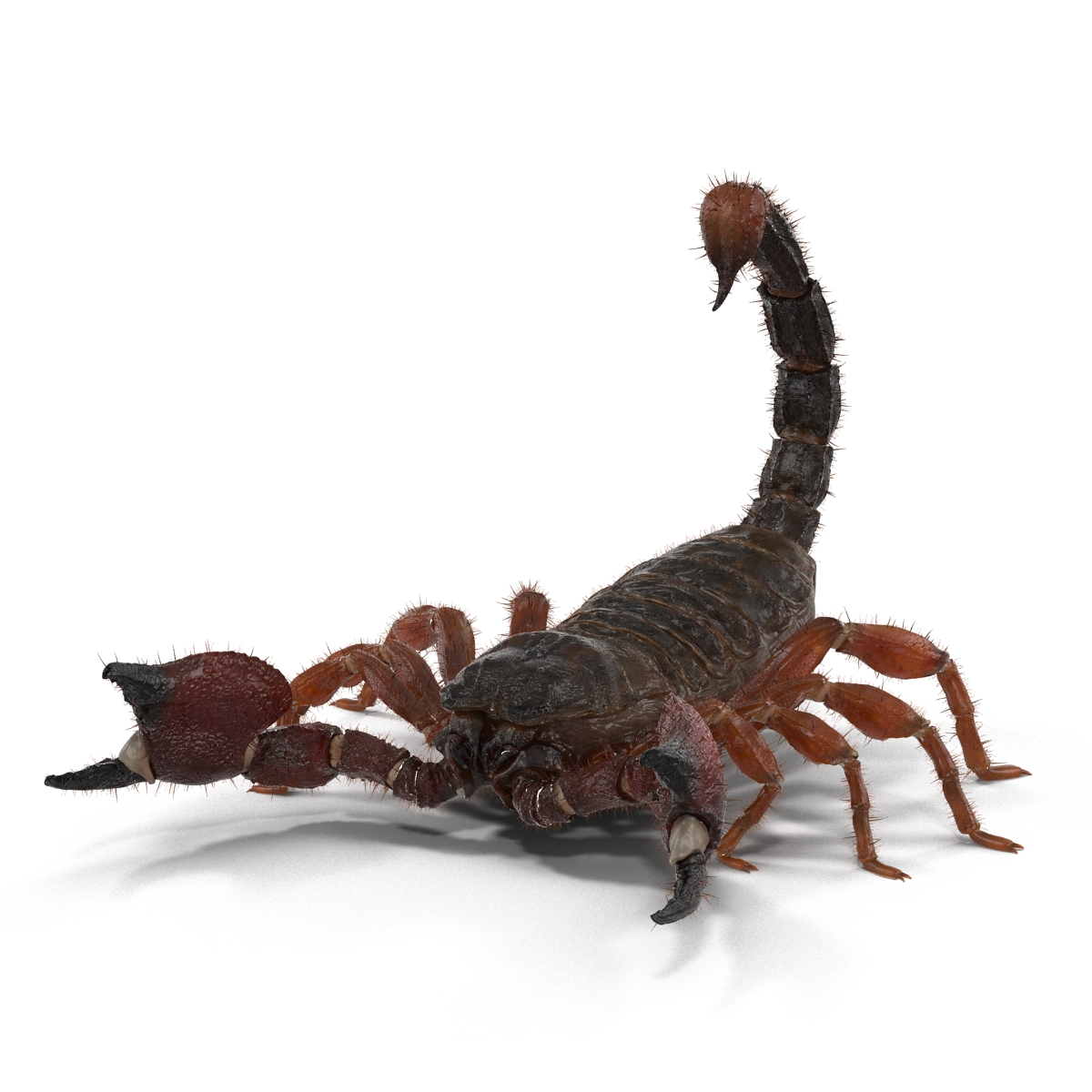 Scorpion Pose 2 with Fur 3D model