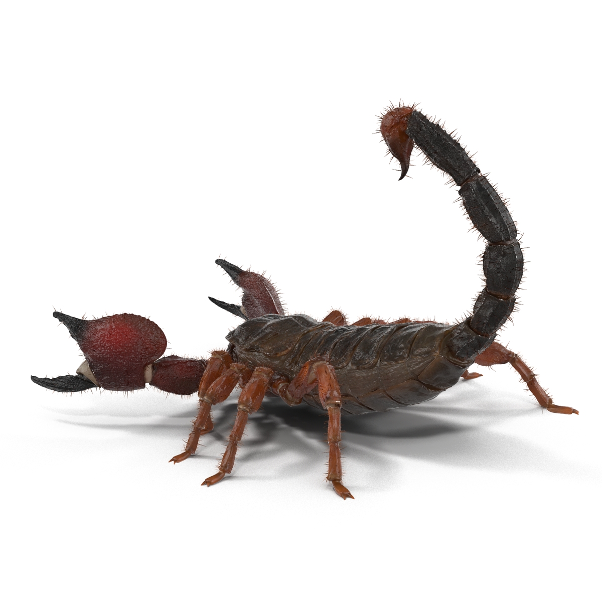 Scorpion Pose 2 with Fur 3D model