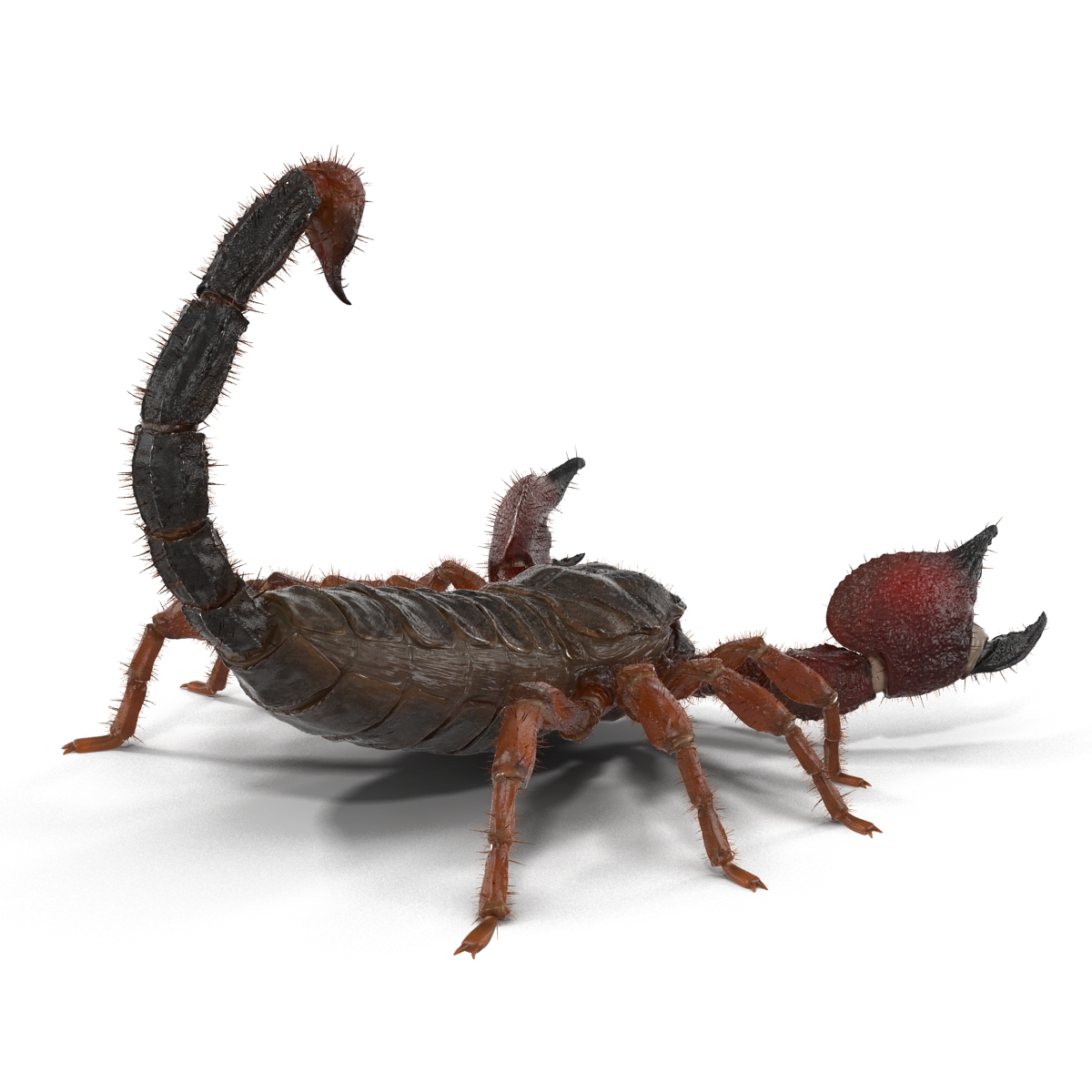 Scorpion Pose 2 with Fur 3D model