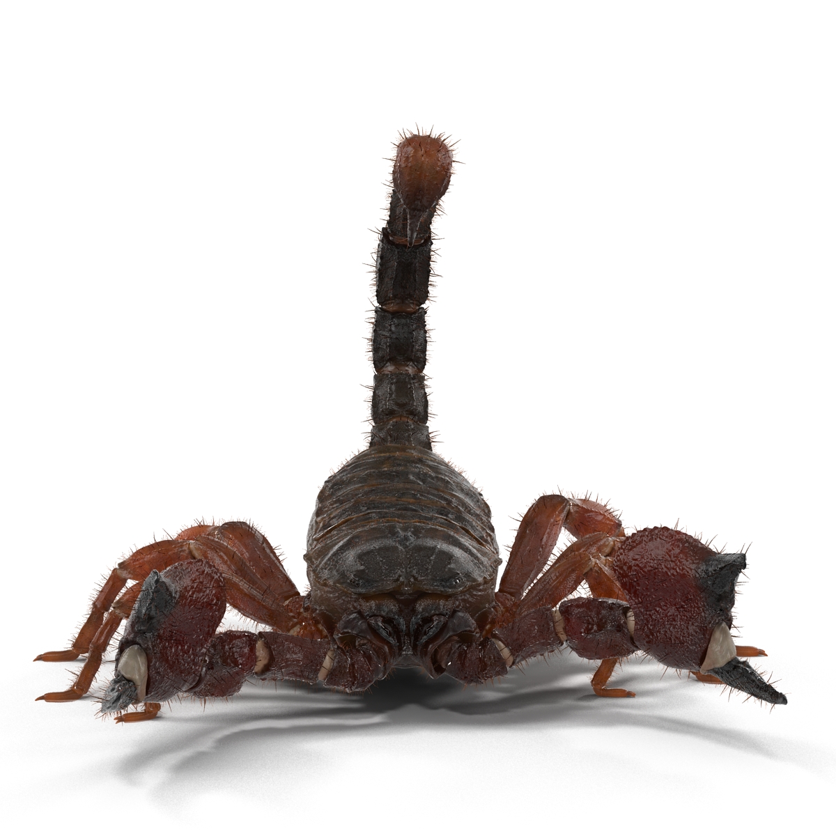 Scorpion Pose 2 with Fur 3D model