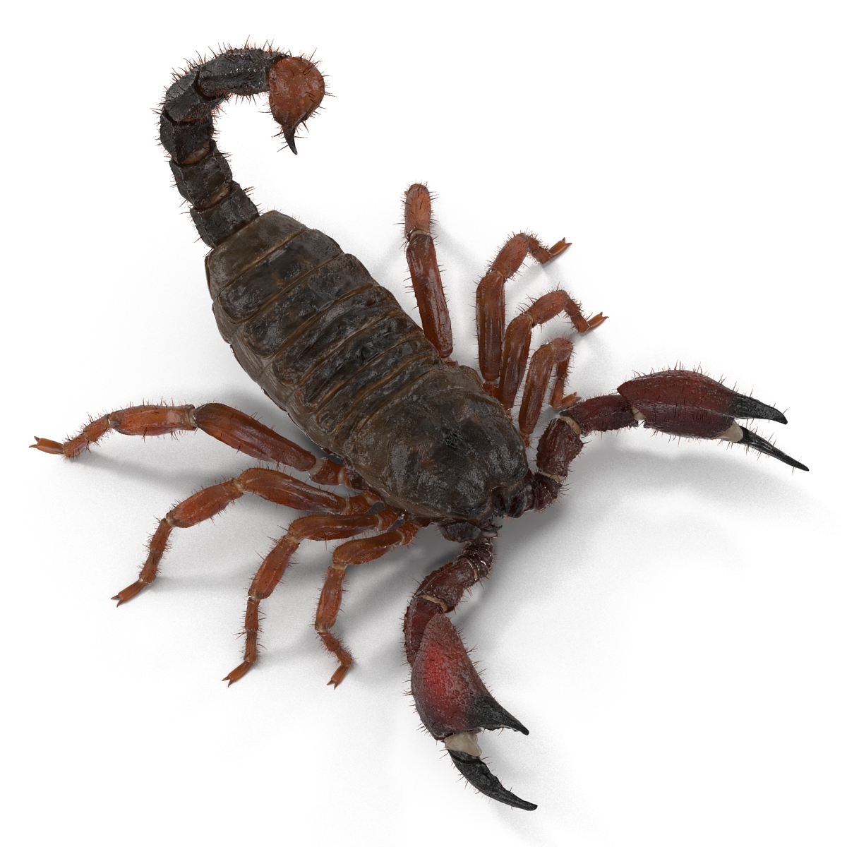 Scorpion Pose 2 with Fur 3D model