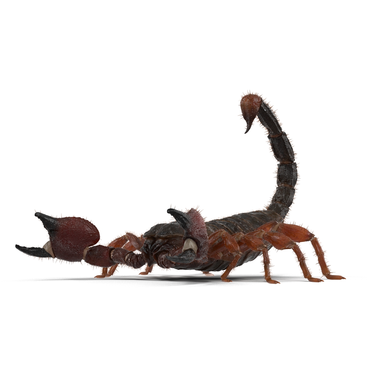 Scorpion Pose 2 with Fur 3D model