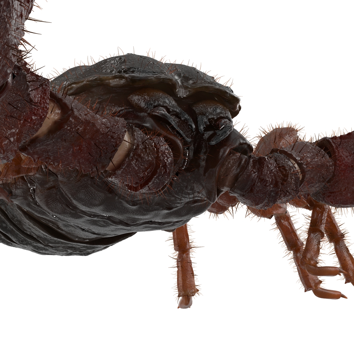 Scorpion Pose 2 with Fur 3D model