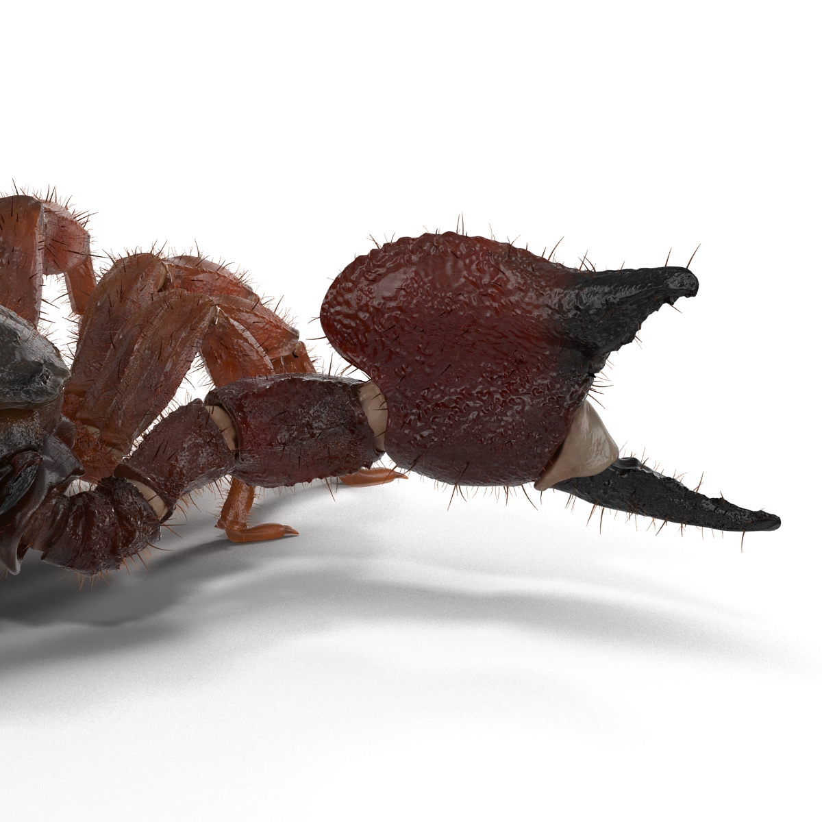 Scorpion Pose 2 with Fur 3D model