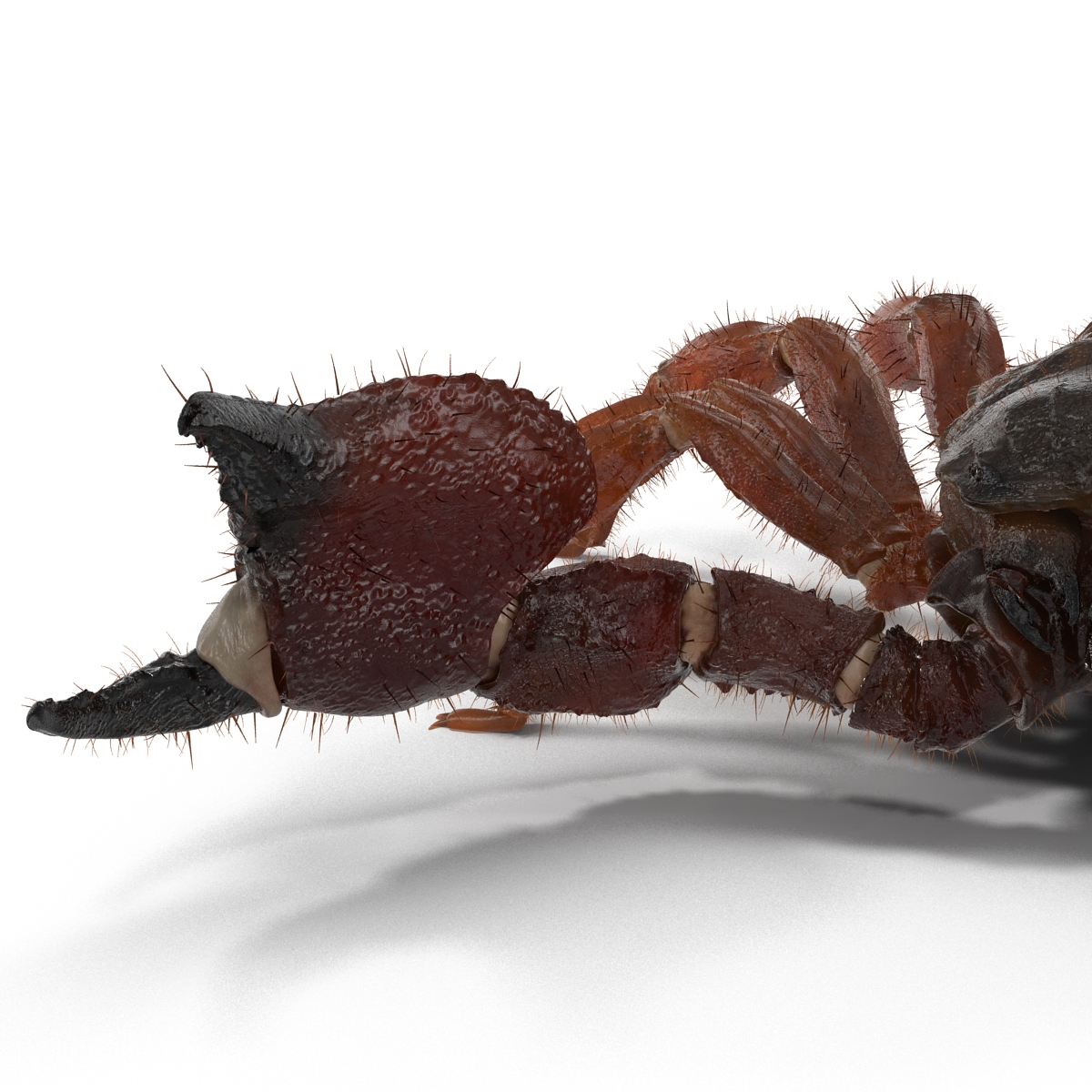 Scorpion Pose 2 with Fur 3D model