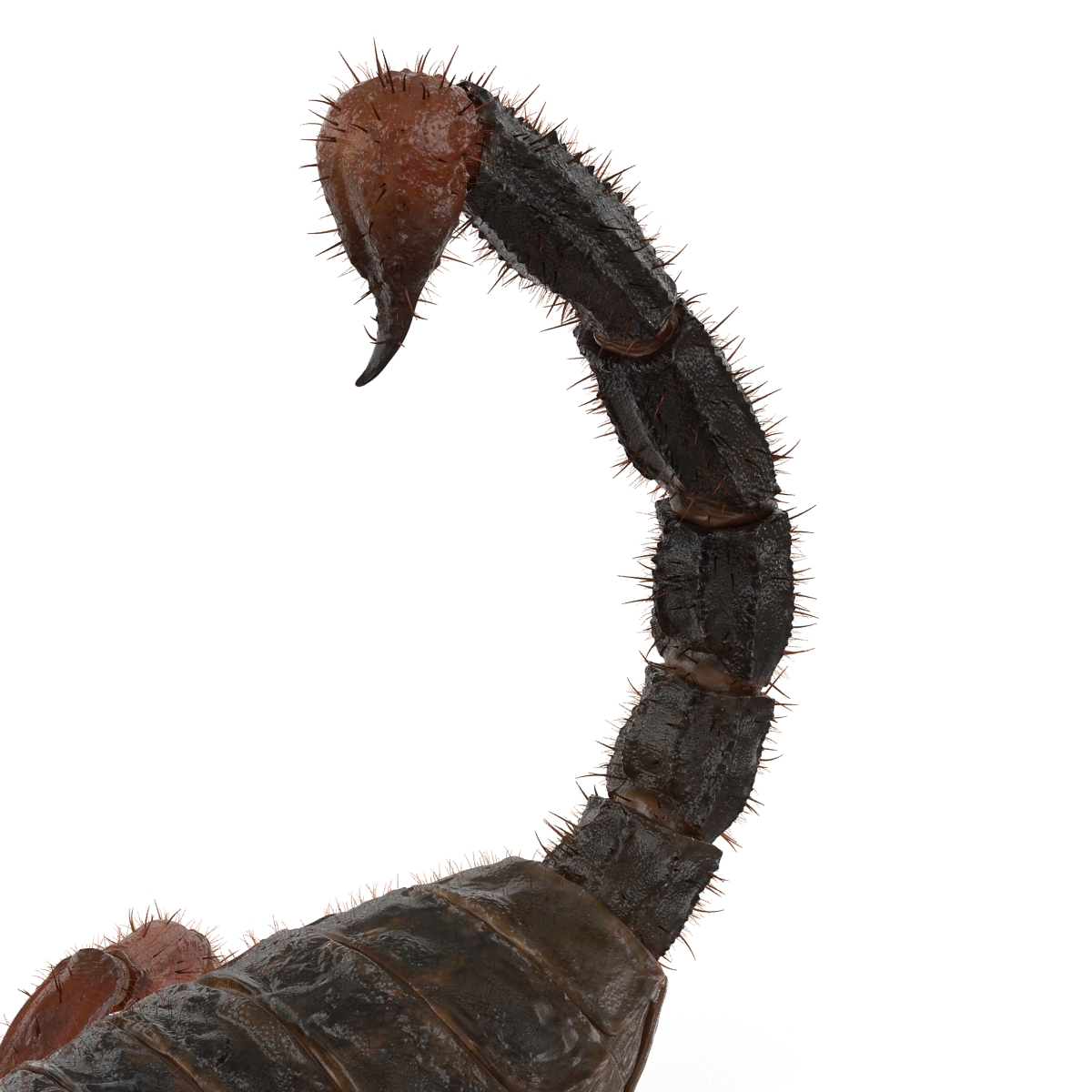 Scorpion Pose 2 with Fur 3D model