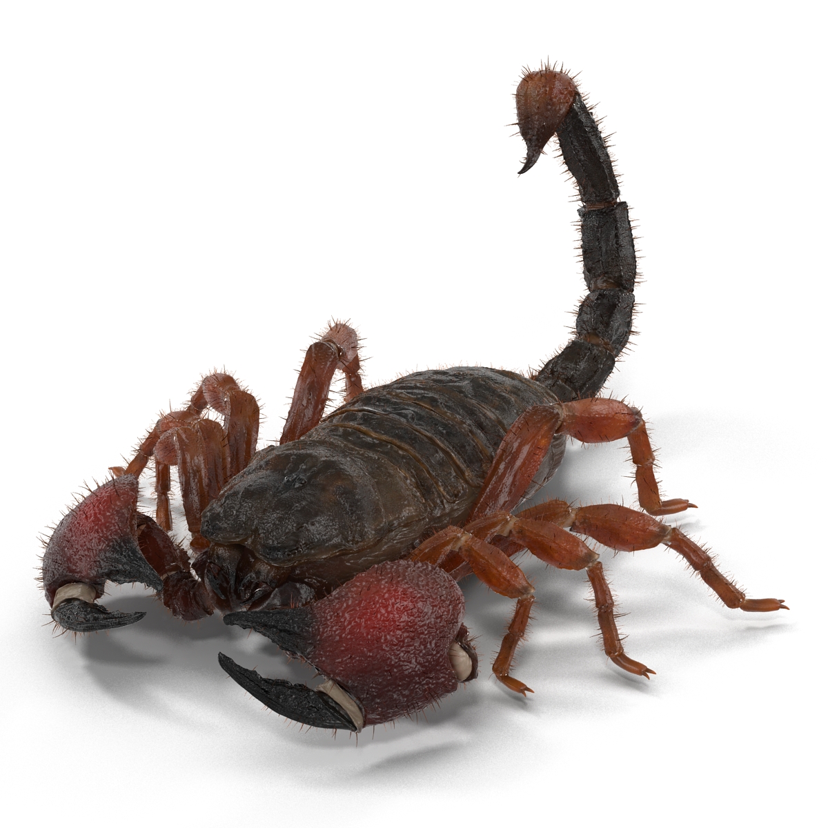 Scorpion Pose 3 with Fur 3D model