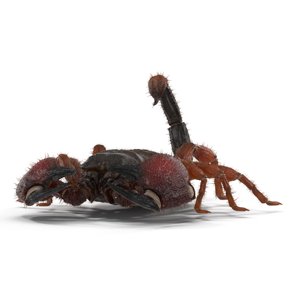 Scorpion Pose 3 with Fur 3D model