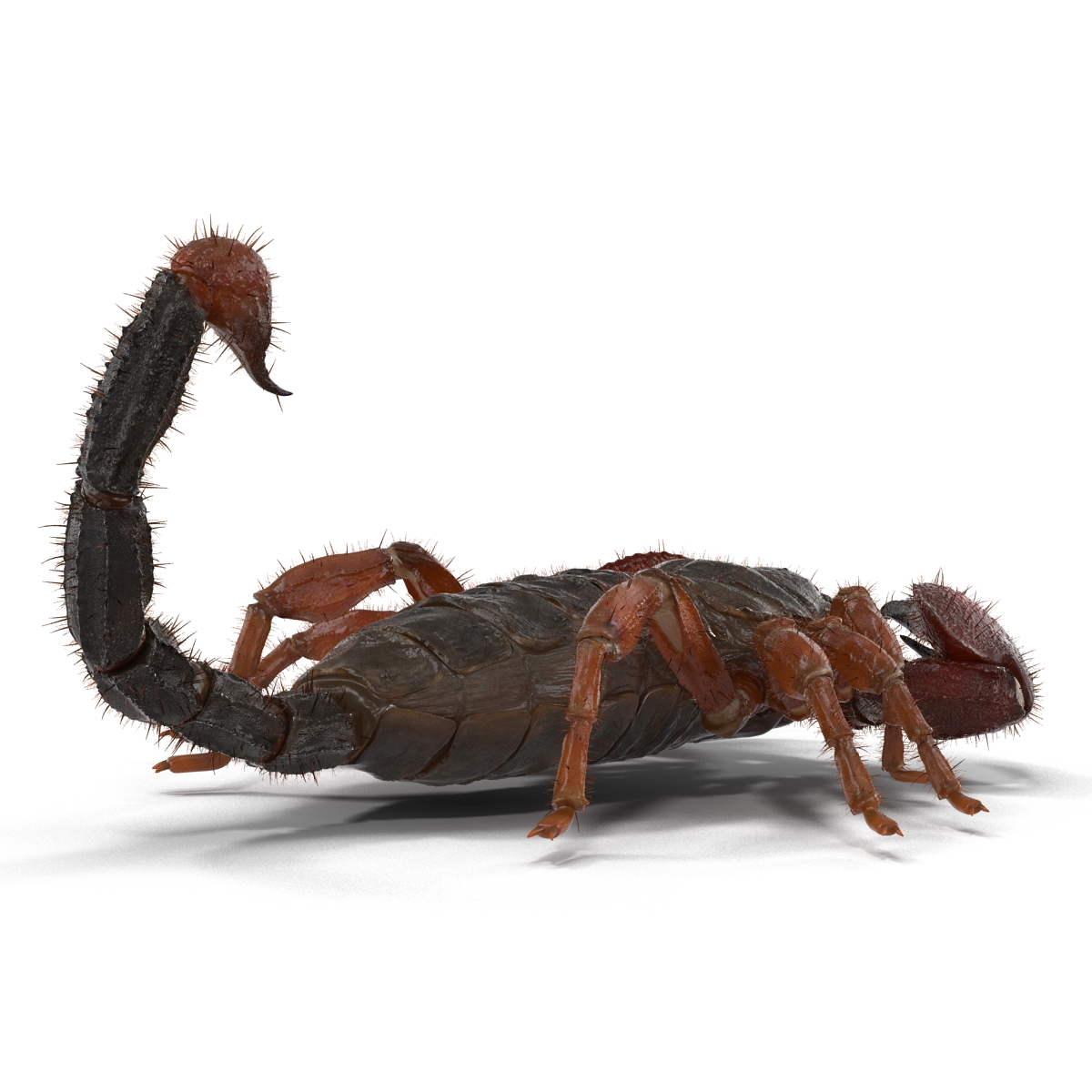 Scorpion Pose 3 with Fur 3D model