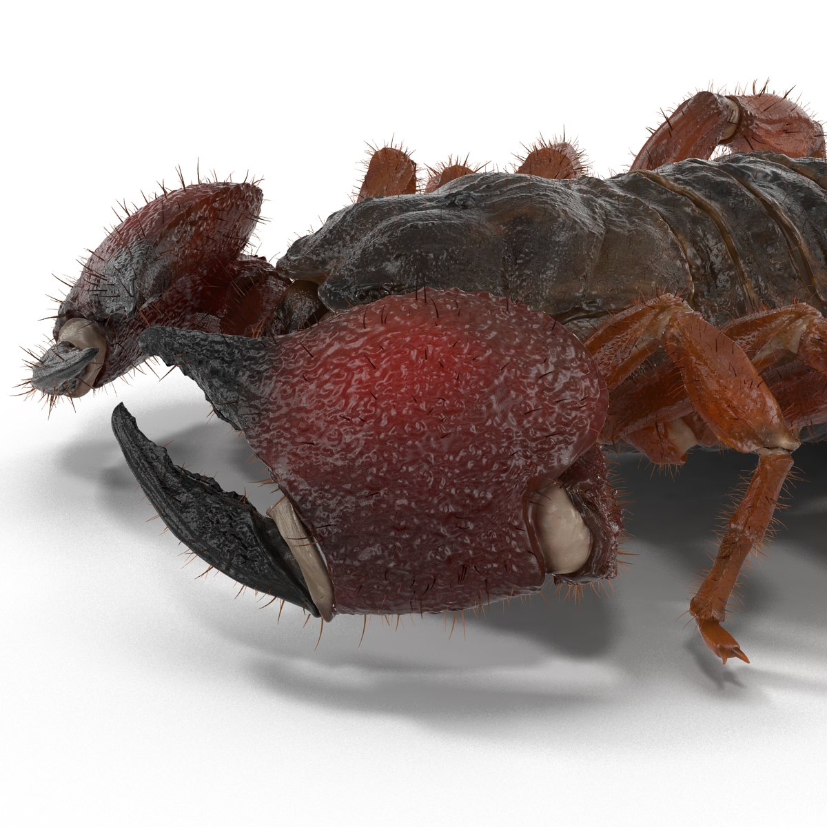 Scorpion Pose 3 with Fur 3D model