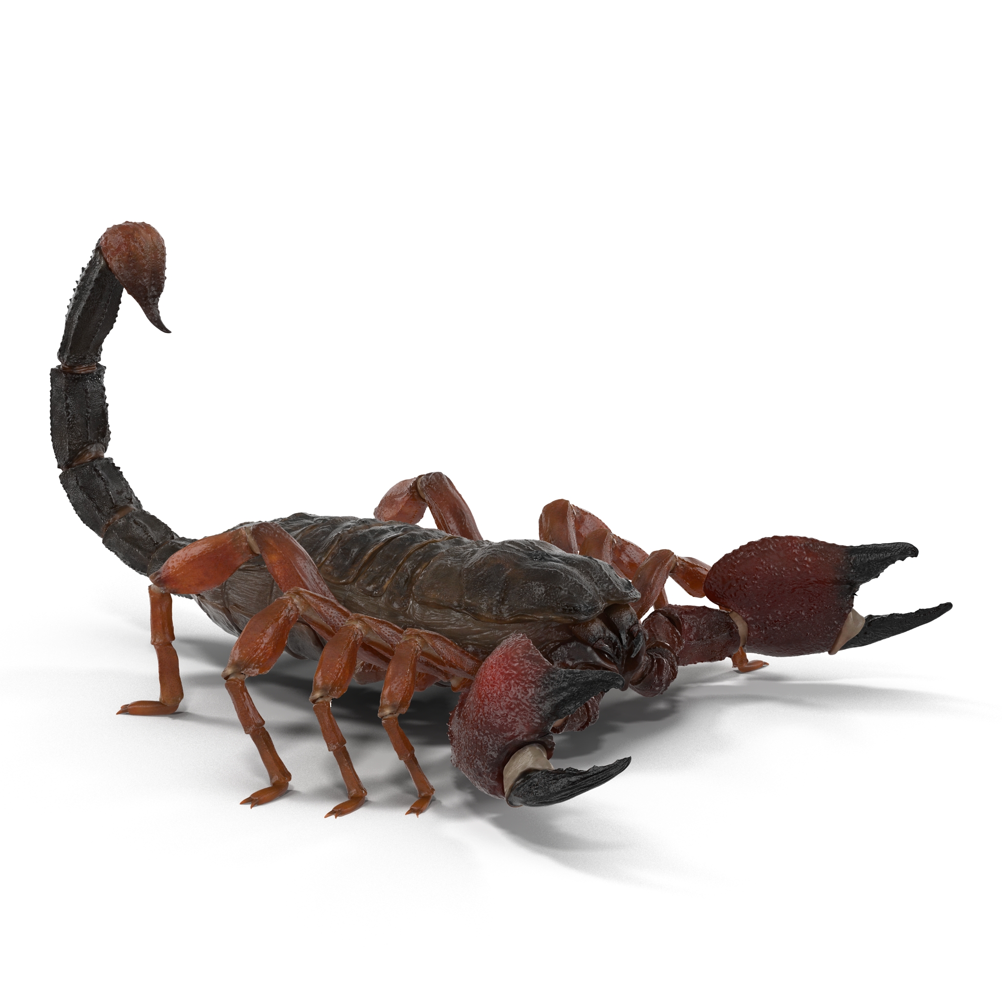 3D model Scorpion