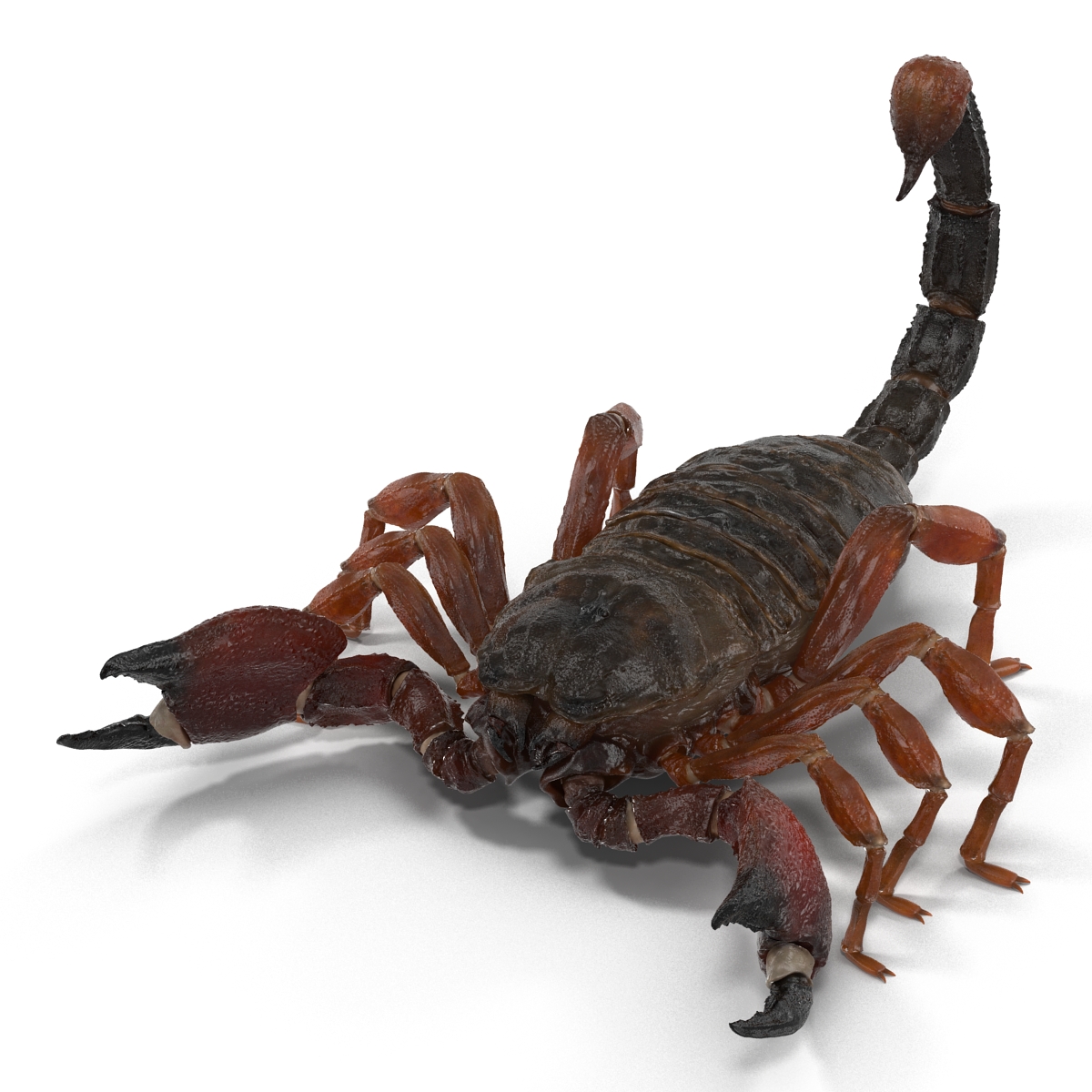 3D model Scorpion