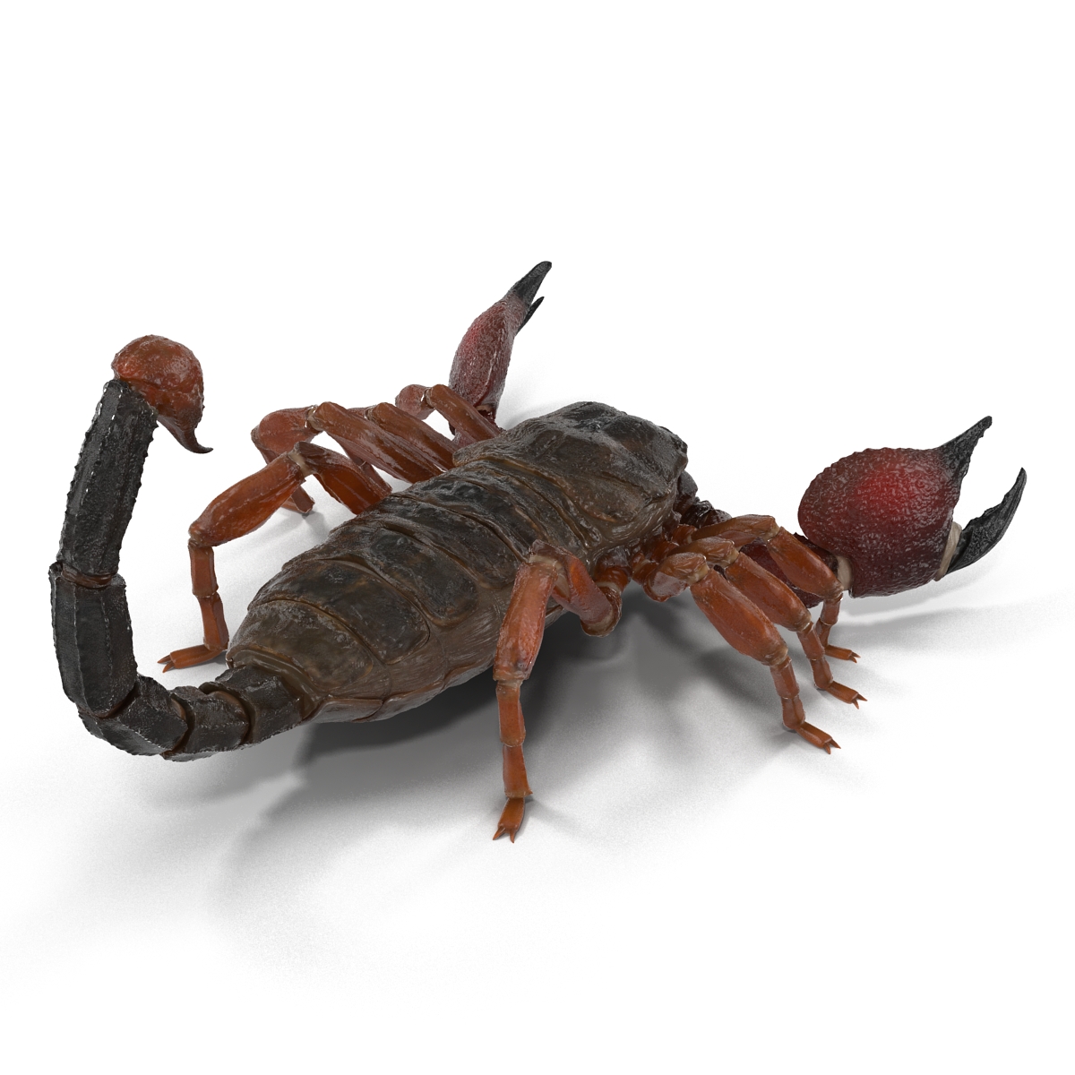 3D model Scorpion