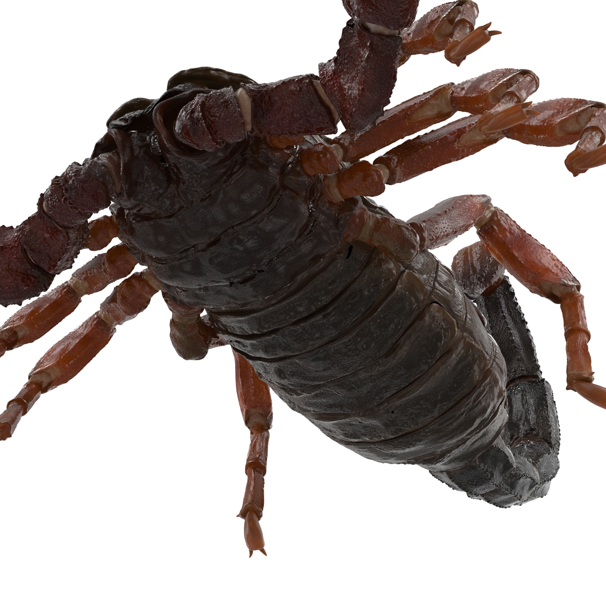 3D model Scorpion