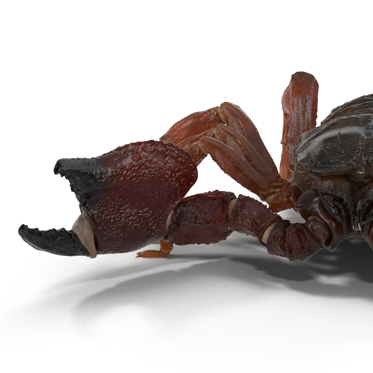 3D model Scorpion