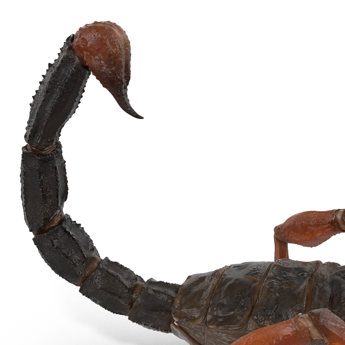 3D model Scorpion