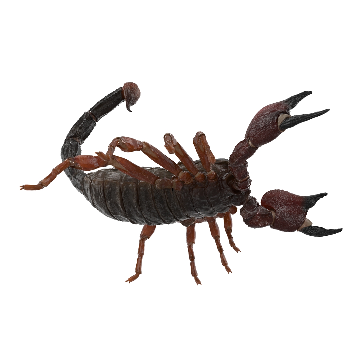 3D model Scorpion Pose 2