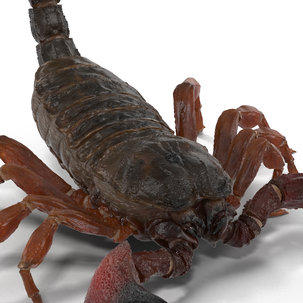 3D model Scorpion Pose 2