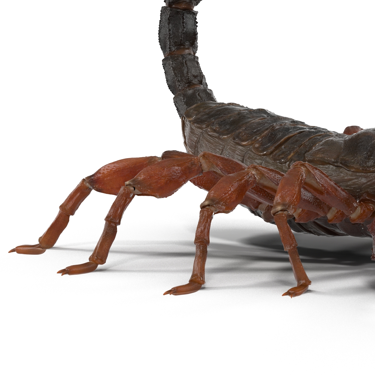 3D model Scorpion Pose 2