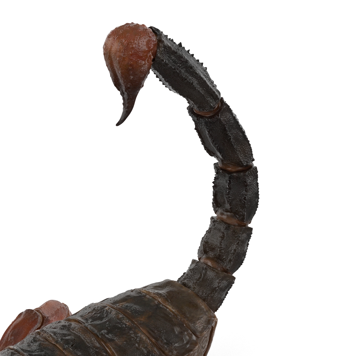 3D model Scorpion Pose 2