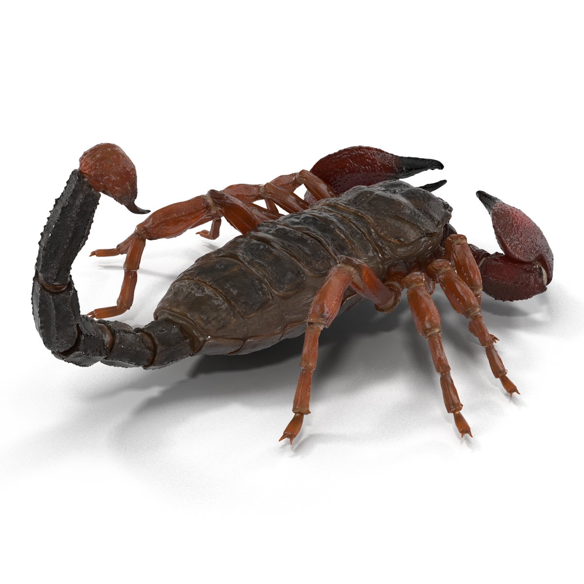 3D model Scorpion Pose 3