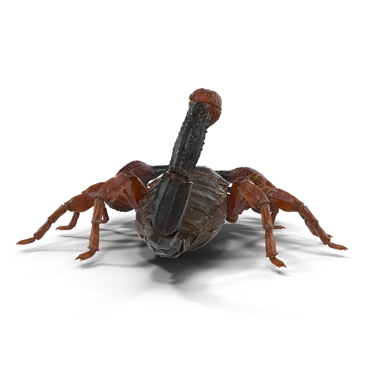 3D model Scorpion Pose 3