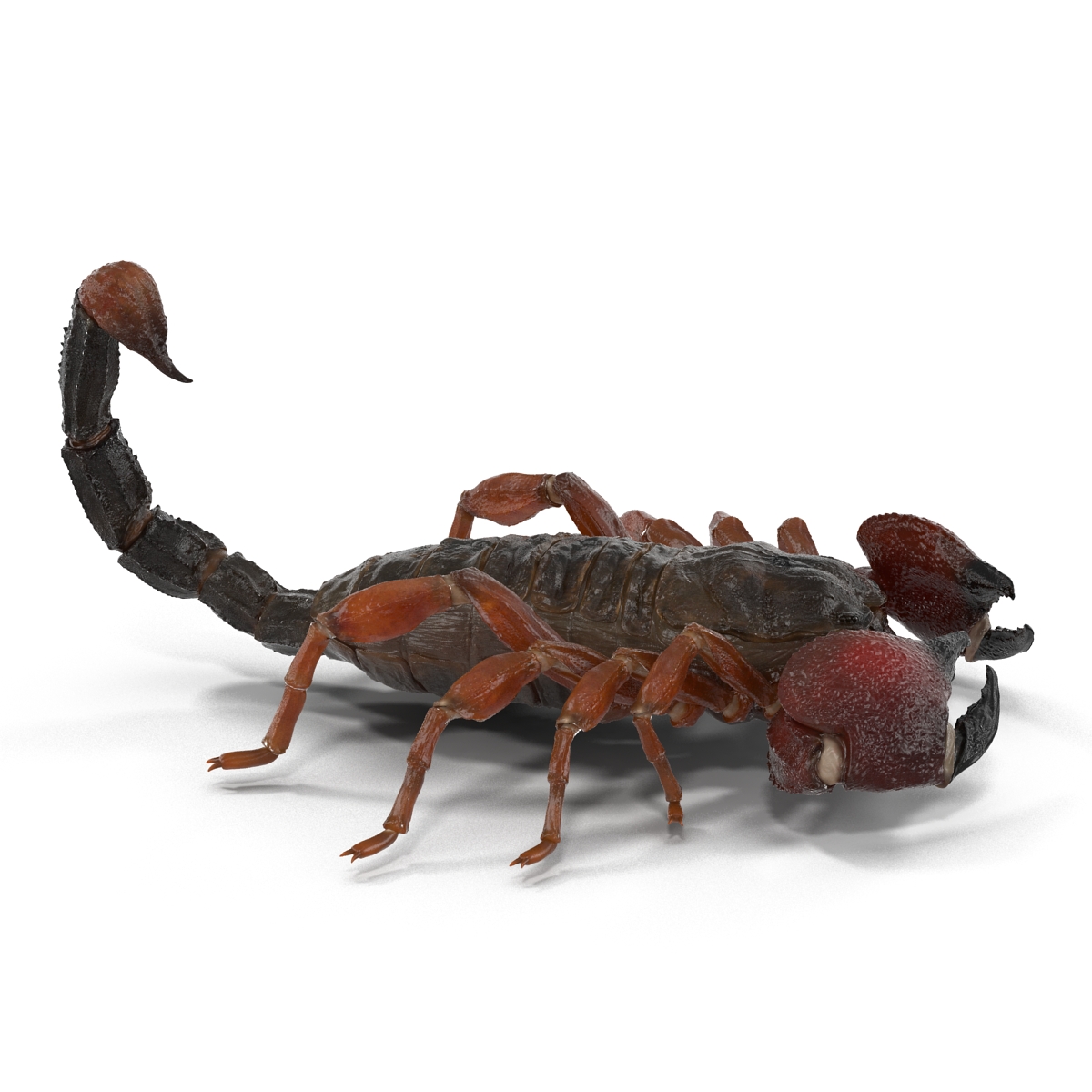 3D model Scorpion Pose 3