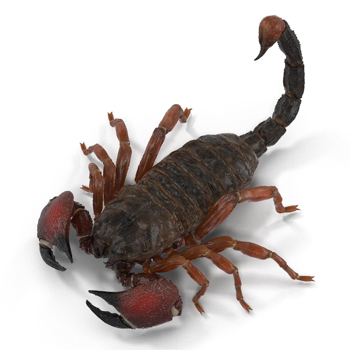 3D model Scorpion Pose 3