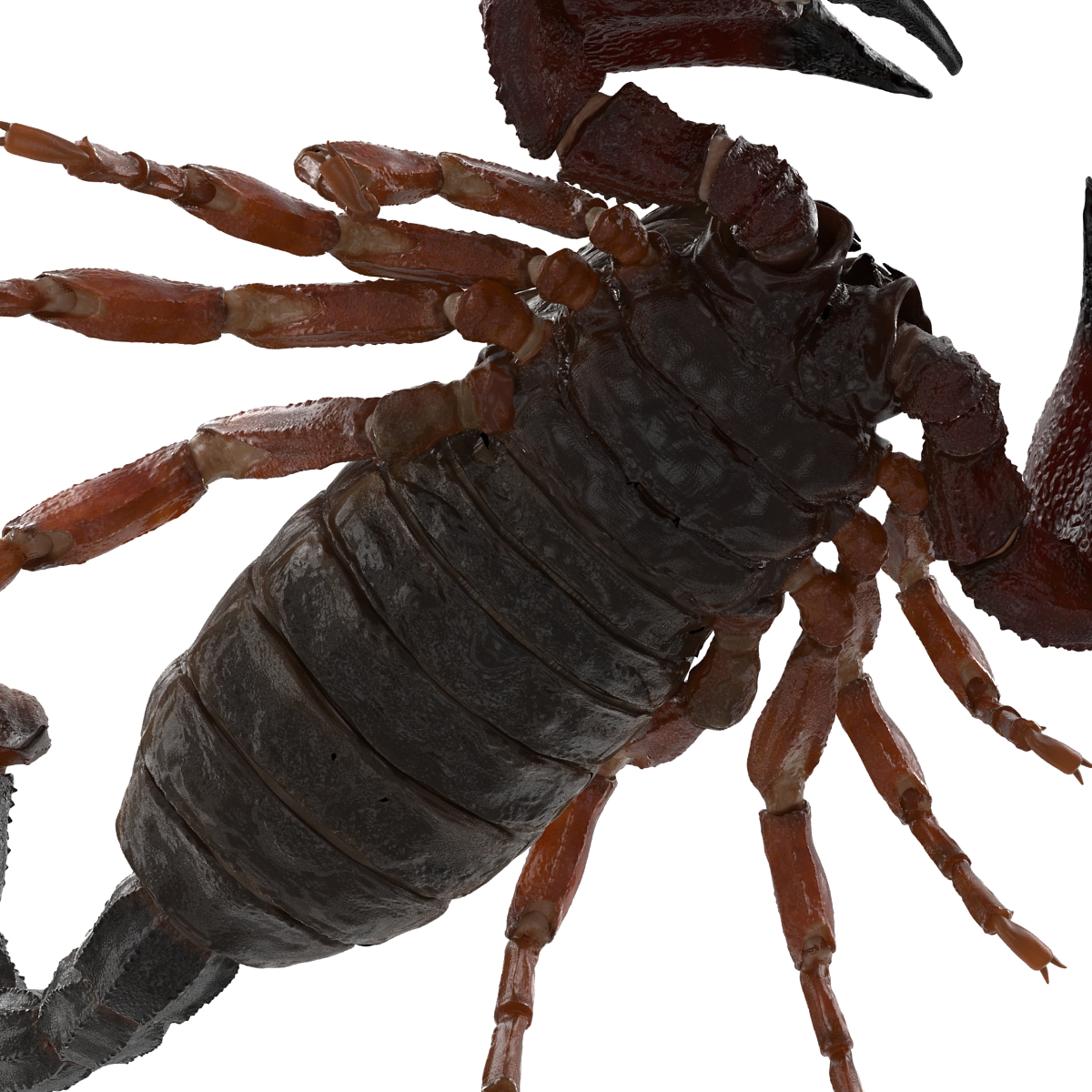 3D model Scorpion Pose 3