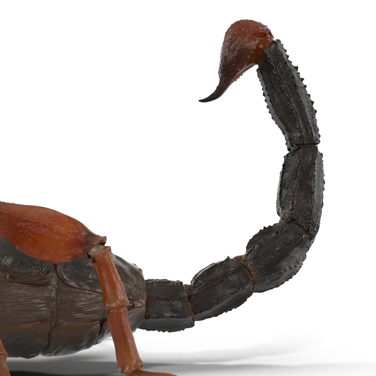 3D model Scorpion Pose 3