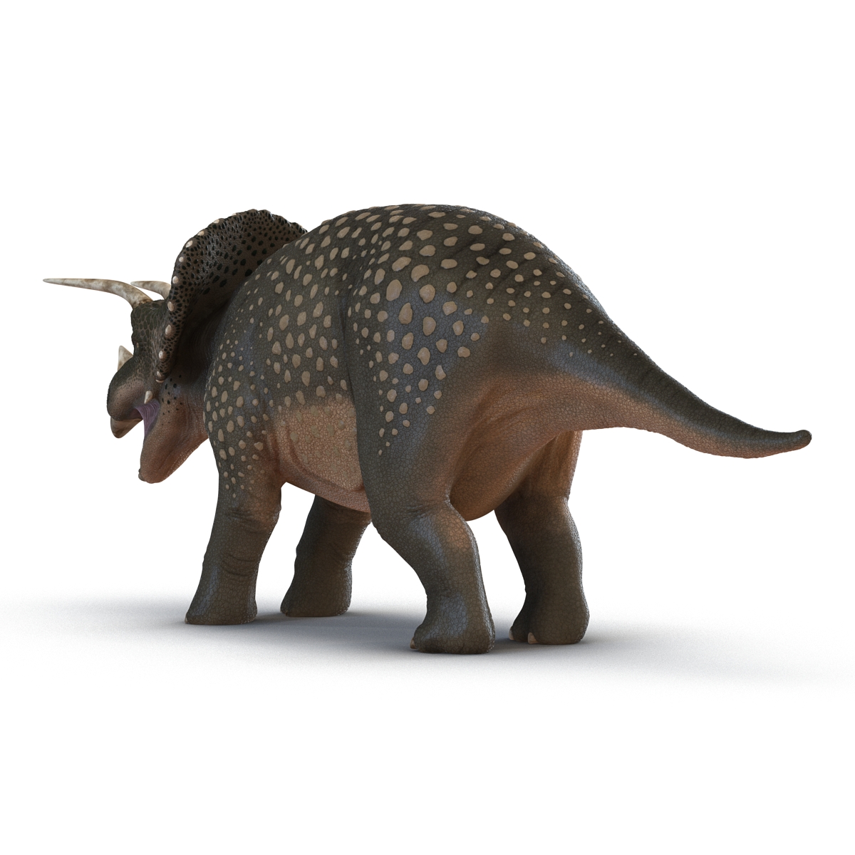 3D Triceratops Rigged model