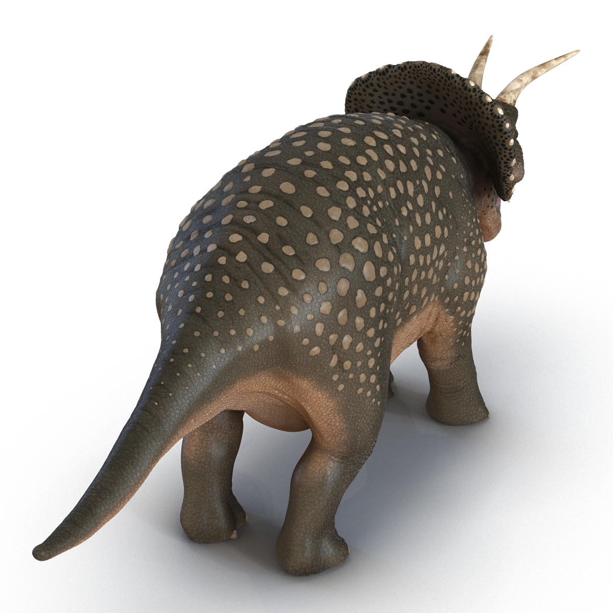 3D Triceratops Rigged model