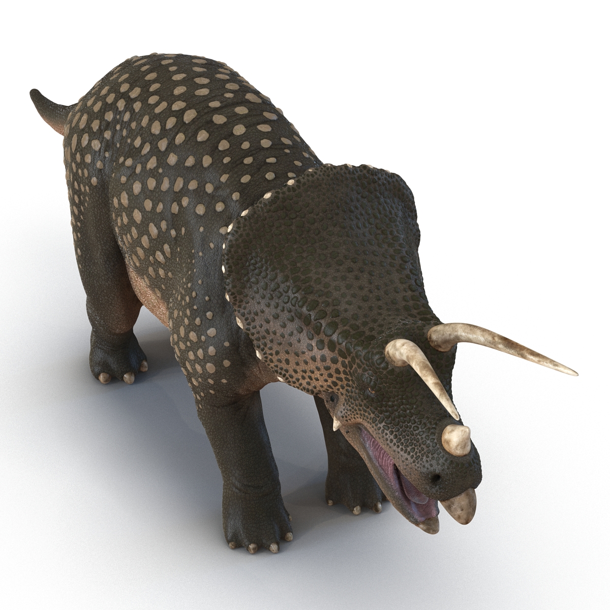 3D Triceratops Rigged model