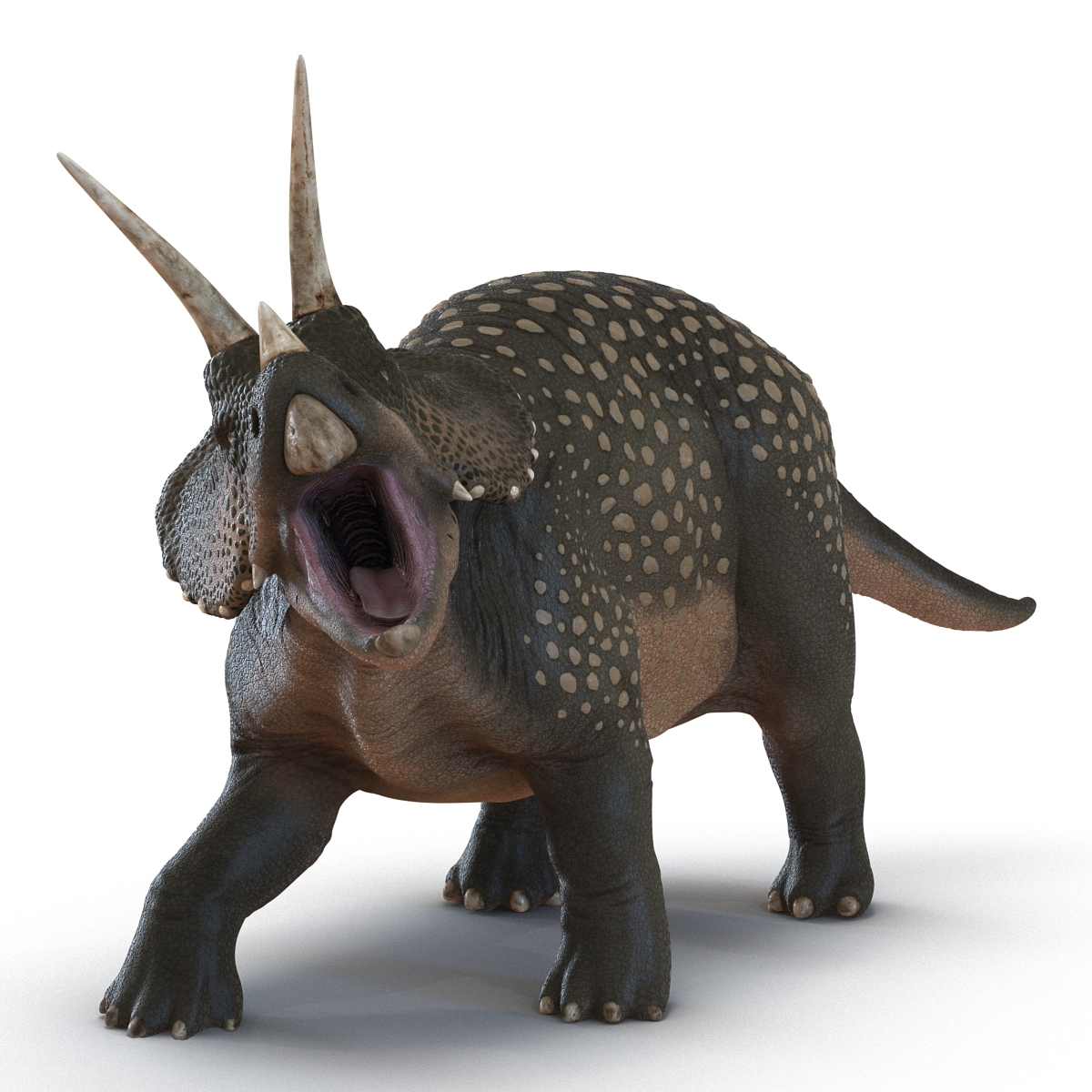 3D Triceratops Rigged model