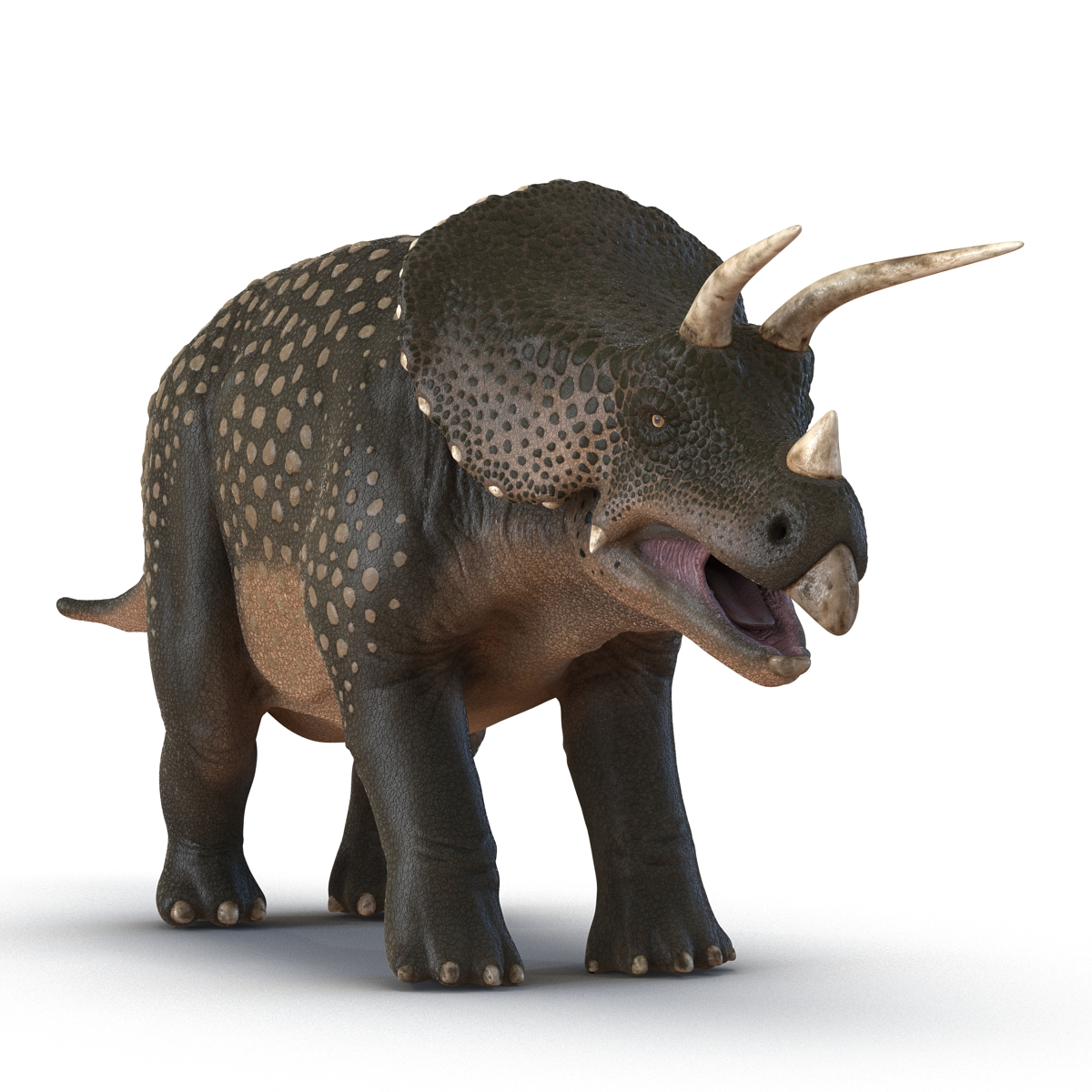 3D Triceratops Rigged model