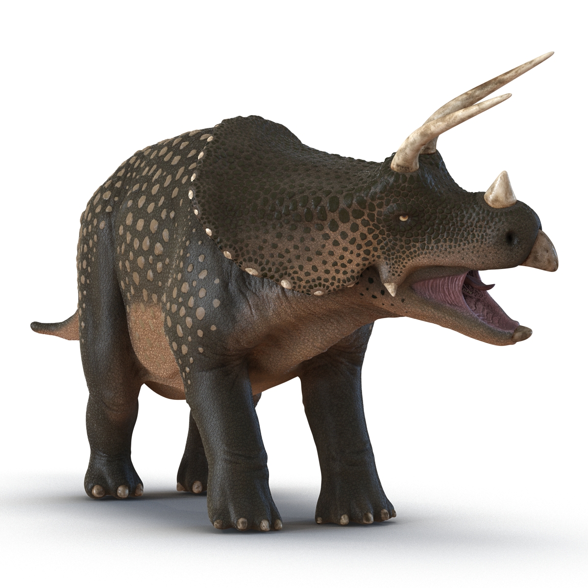 3D Triceratops Rigged model