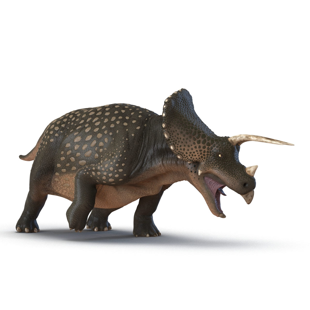 3D Triceratops Rigged model