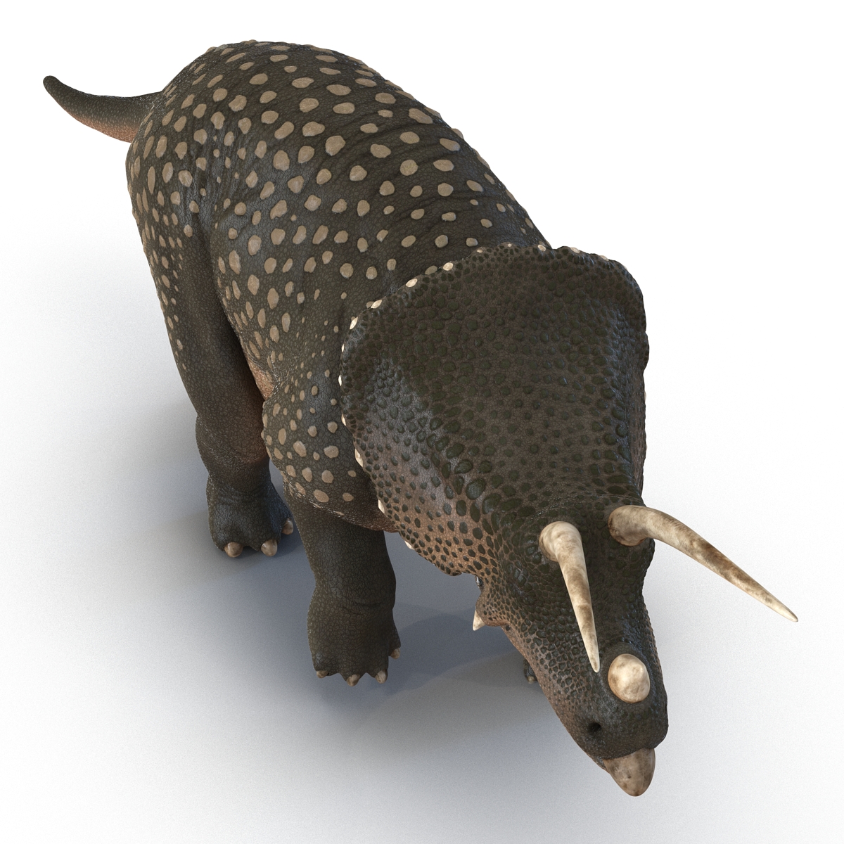 3D Triceratops Rigged model