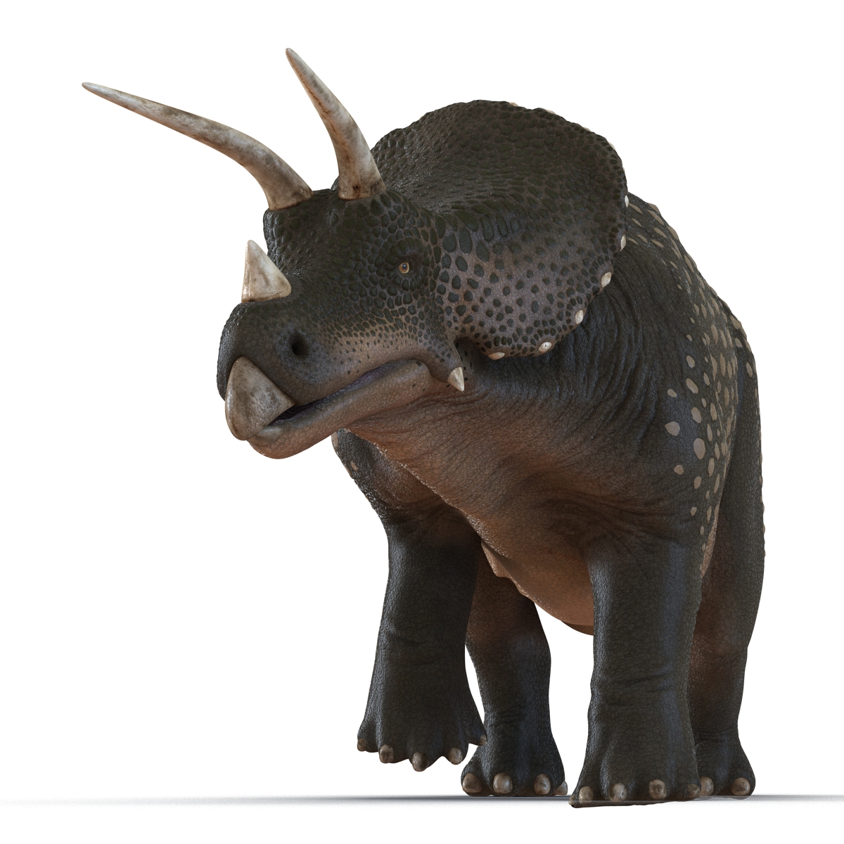 3D Triceratops Rigged model